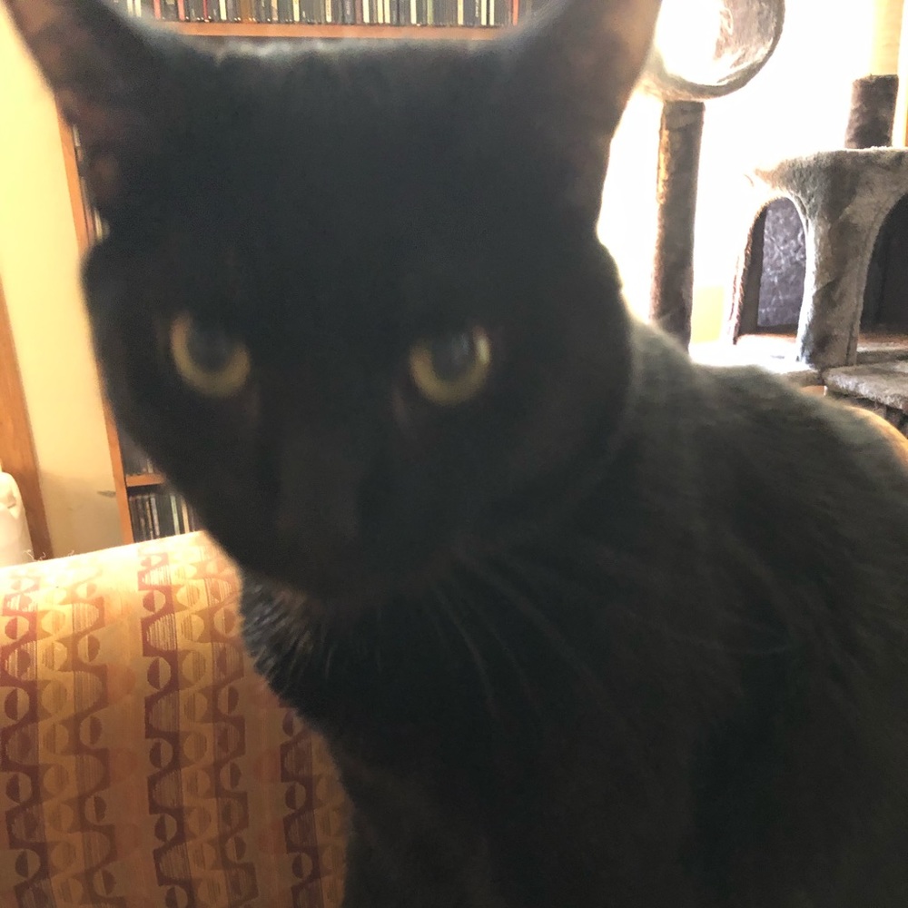 Meet your Posher, Lizbeth